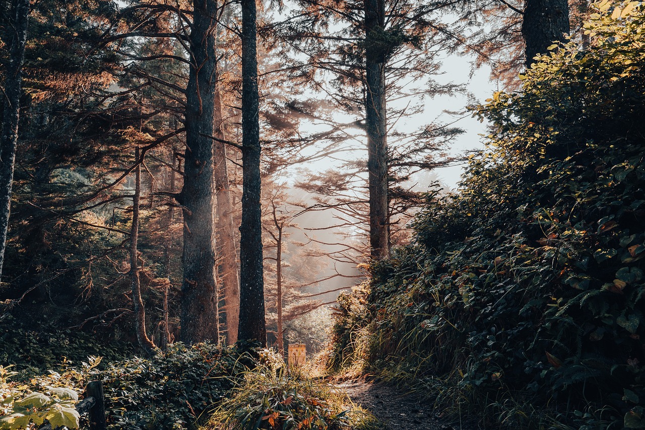 Exploring the Redwood Forests of Humboldt Redwoods State Park